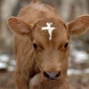 God Brand Beef – Holy Cow! Divine tasting Bovine.